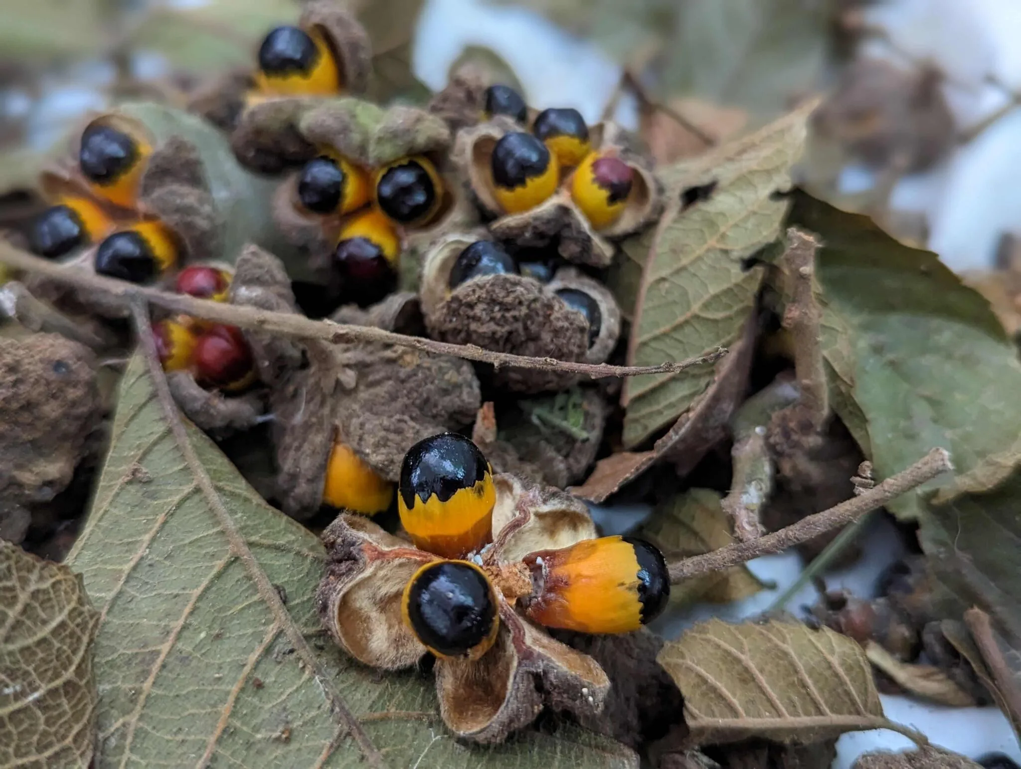 Cupania vernalis. Foto: Carolina Schäffer