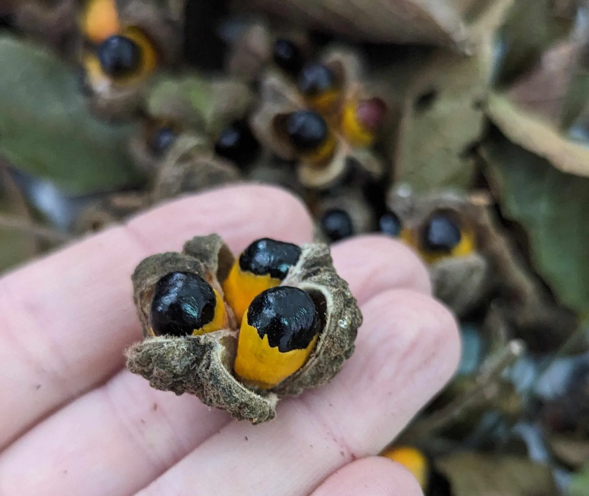 Cupania vernalis. Foto: Carolina Schaffer