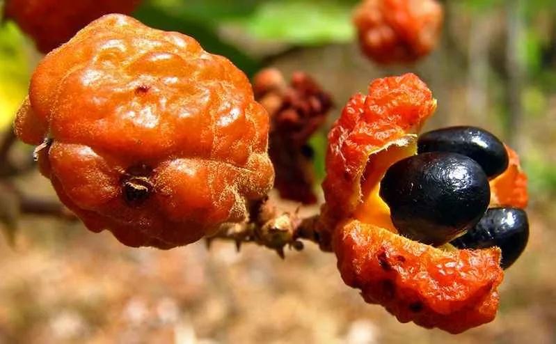Camboatá-vermelho. Foto: Frutos Atrativos do Cerrado