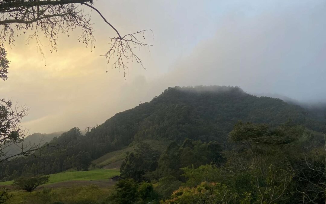 Fórum Florestal Paraná e Santa Catarina tem nova Secretaria Executiva