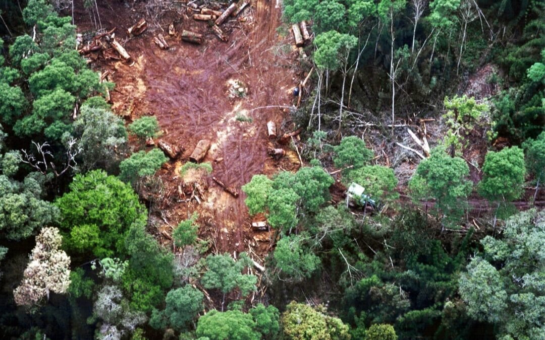 [Observatório do Código Florestal] Nota de Posicionamento sobre o Projeto de Lei nº 2.168/2021