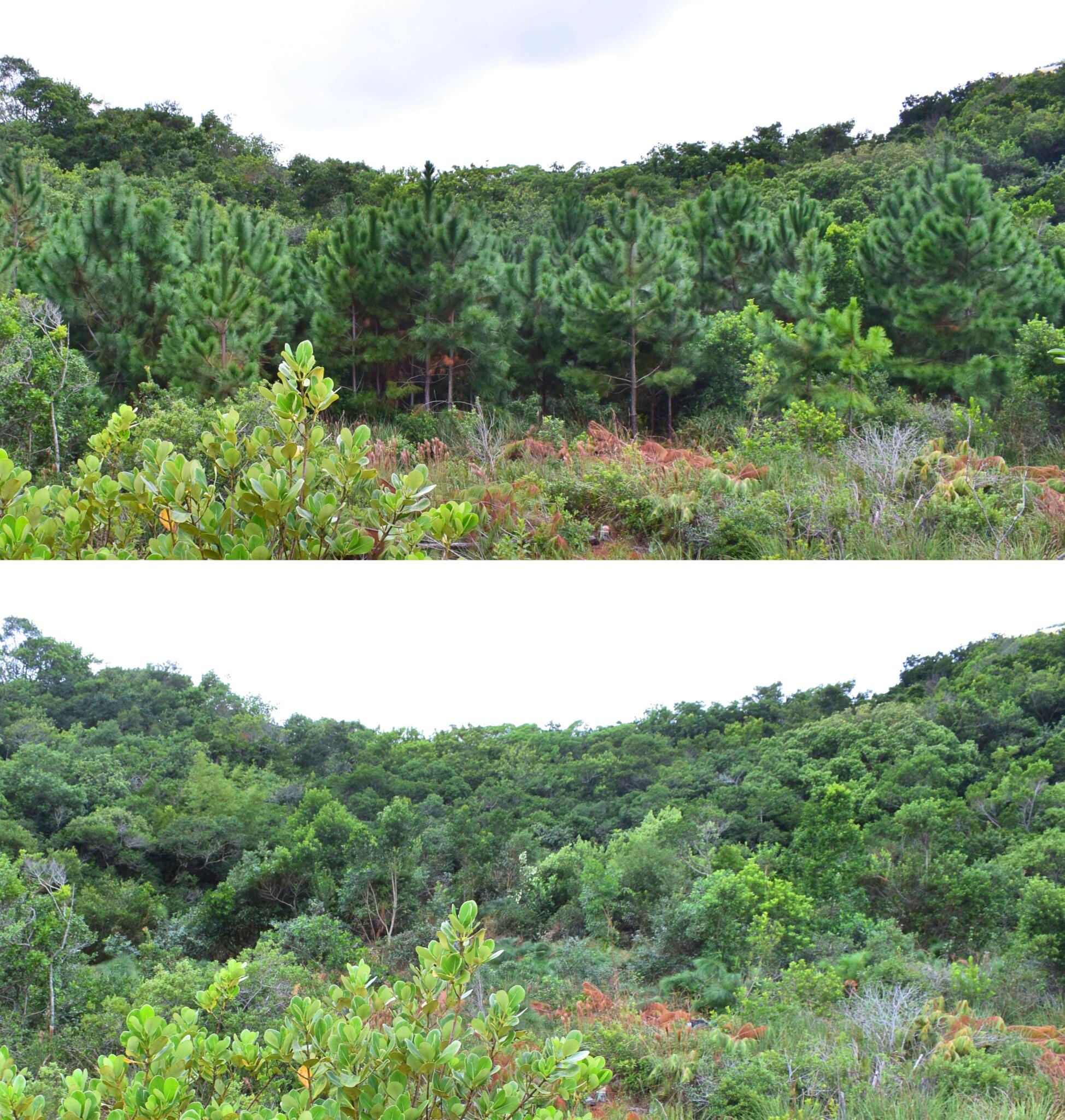Antes e depois de uma das áreas de restinga que recebeu manejo de Pinus sp. e posterior restauração. Foto: Michele de Sá Dechoum