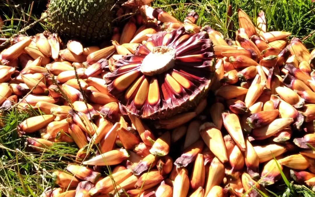 Apremavi contribui para avanço no debate do extrativismo do pinhão