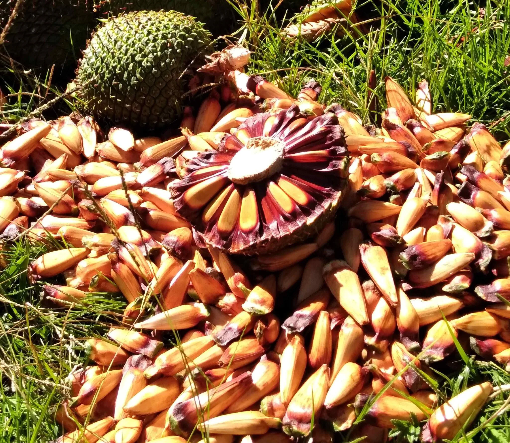 Pinha de Araucária angustifolia. Foto: Wigold Schäffer