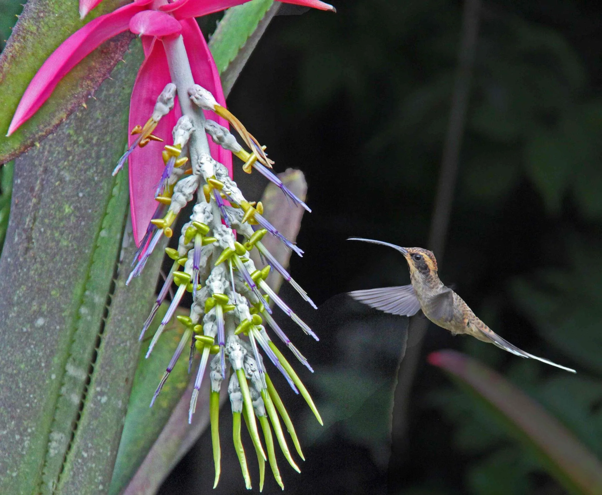 bromélia-poço-de-jacó (Billbergia alfonsi-joannis). Foto: Wigold Schäffer