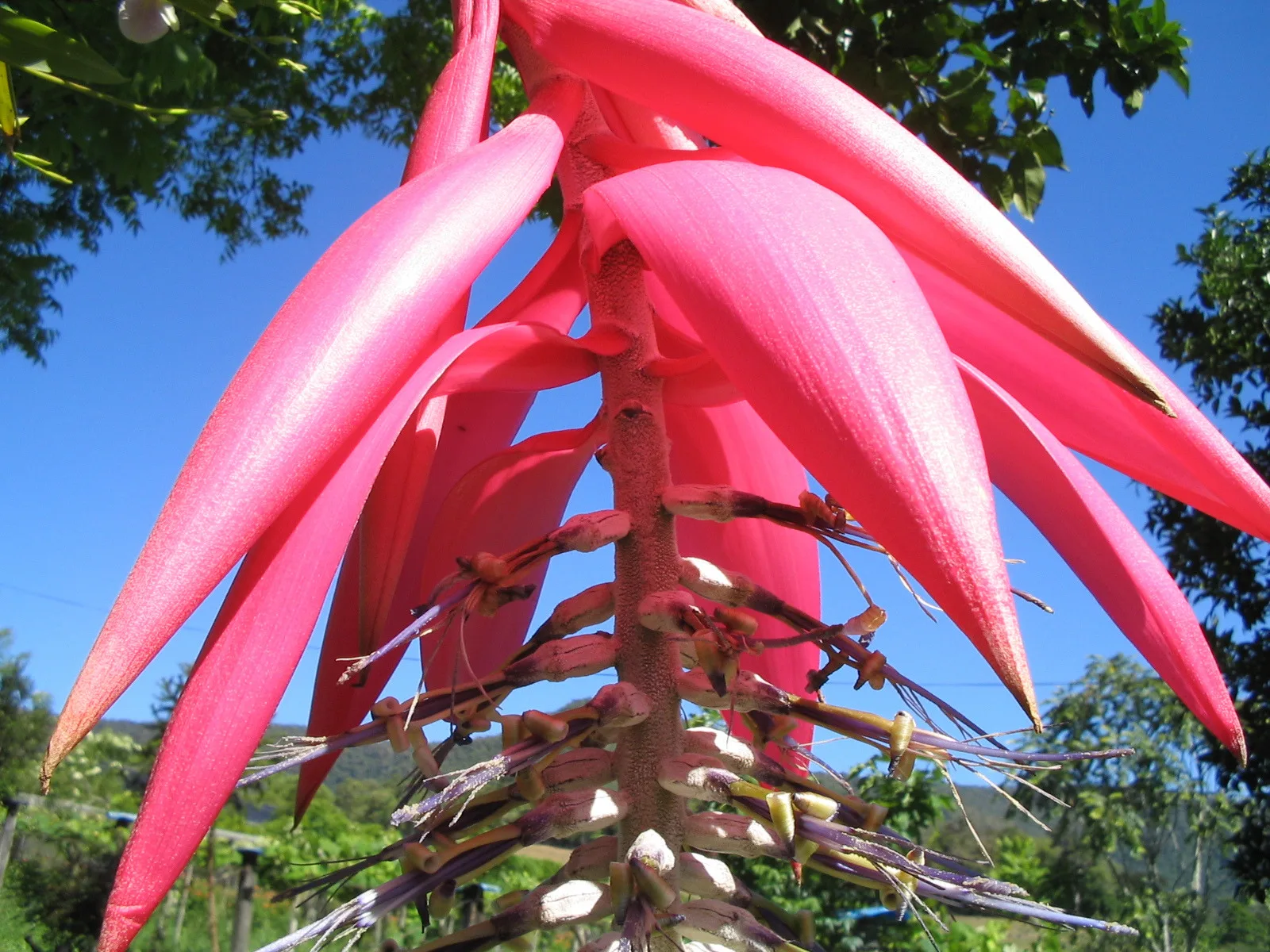bromélia-poço-de-jacó (Billbergia alfonsi-joannis). bromélia-poço-de-jacó (Billbergia alfonsi-joannis). Foto: Miriam Prochnow