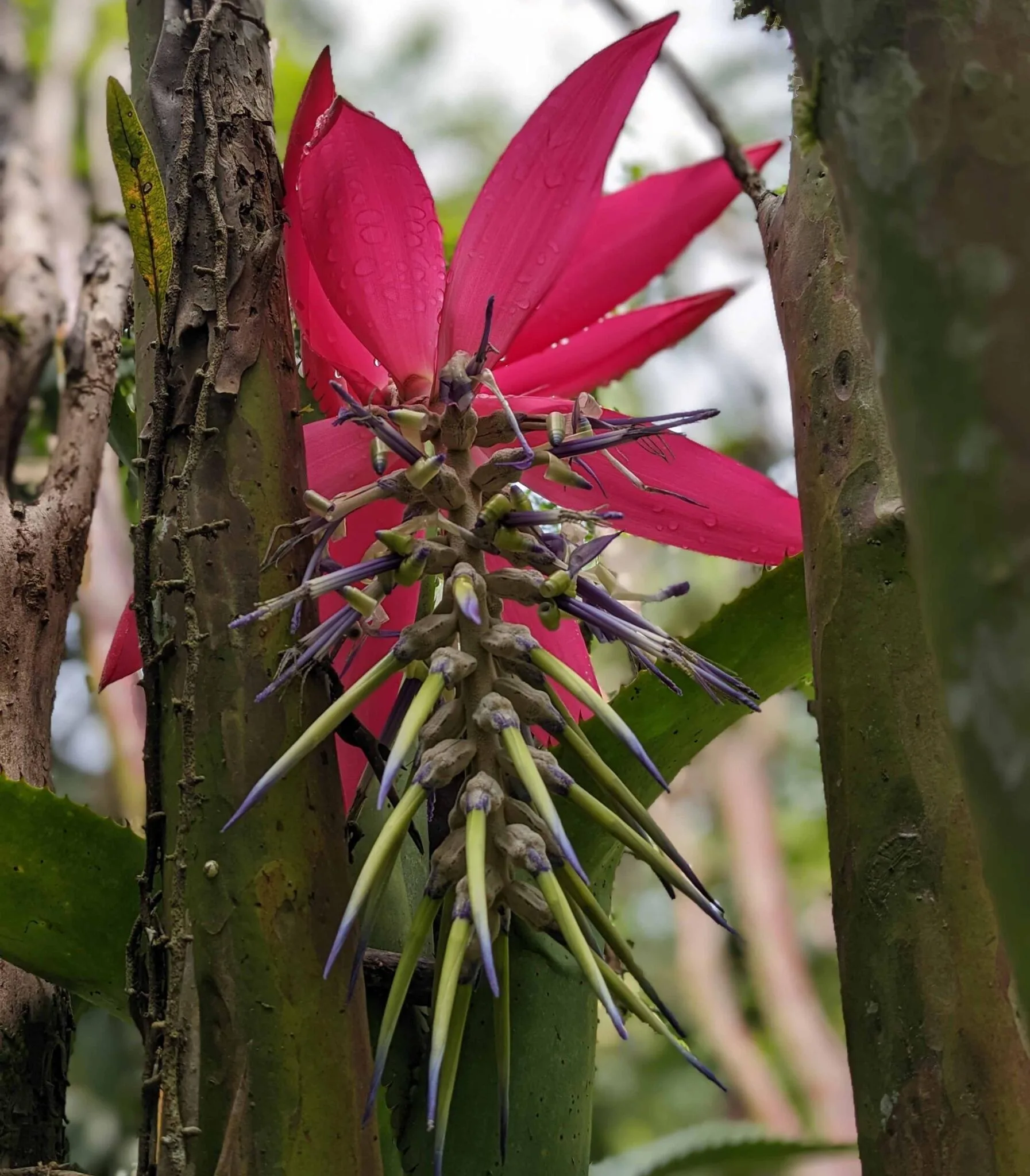 bromélia-poço-de-jacó (Billbergia alfonsi-joannis). Foto: Miriam Prochnow