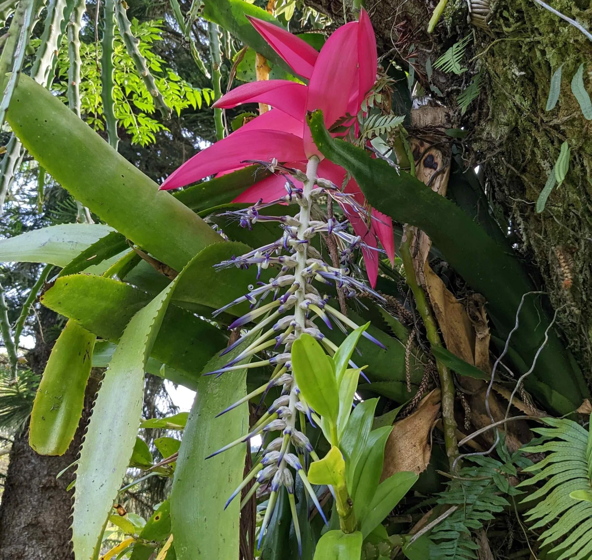 Bromélia-poço-de-jacó (Billbergia alfonsi-joannis). Foto: Miriam Prochnow