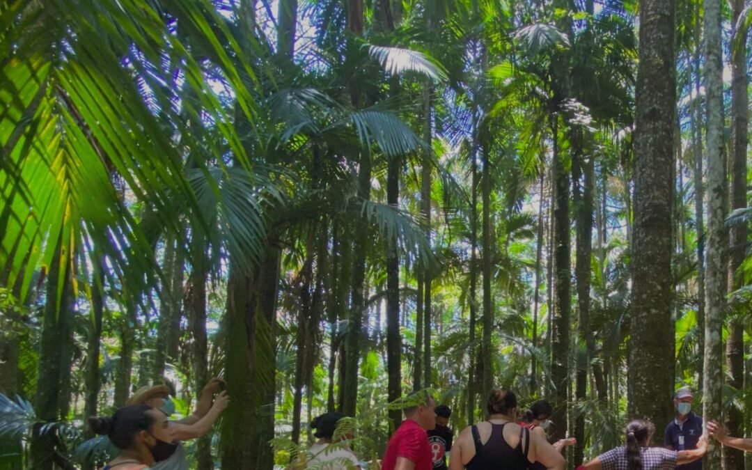 O sucesso das agroflorestas começa pelo solo saudável・Código Florestal na Prática