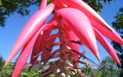 Ecoloja on-line da Apremavi é lançada no Dia Nacional da Botânica