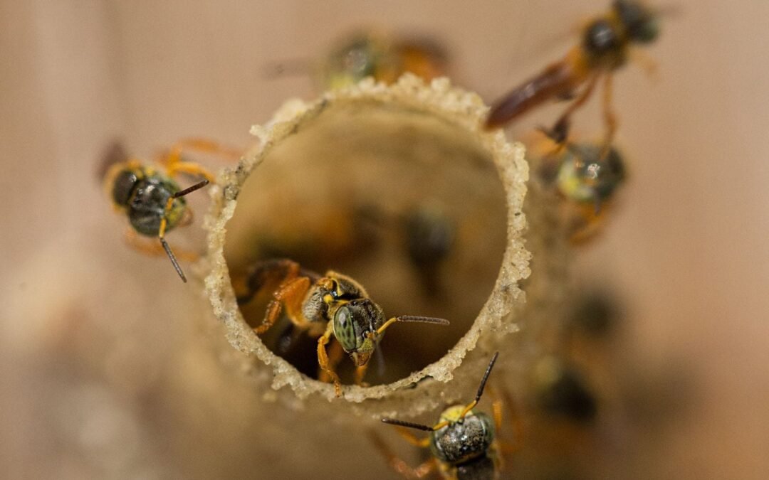 Os Serviços Ecossistêmicos das Abelhas e a Flora Apícola
