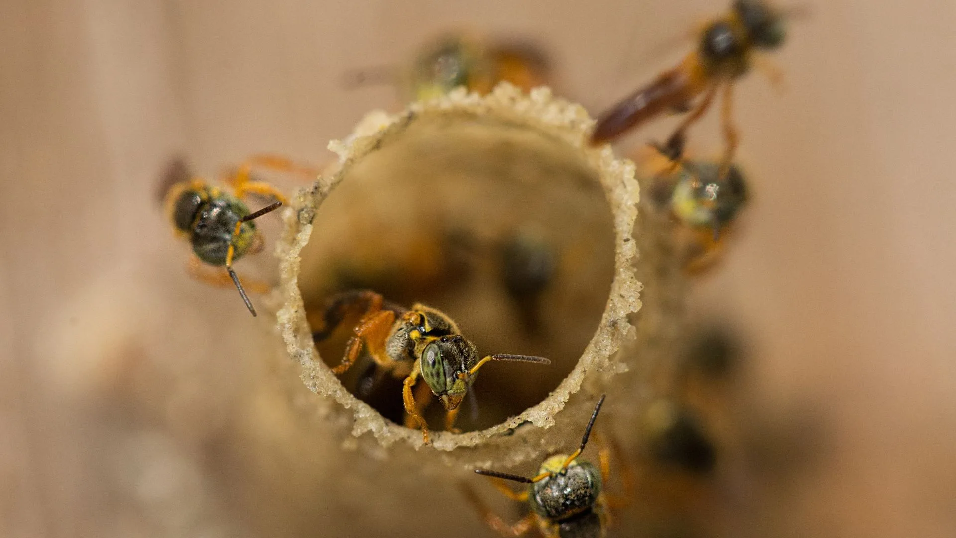 Conservação da Biodiversidade