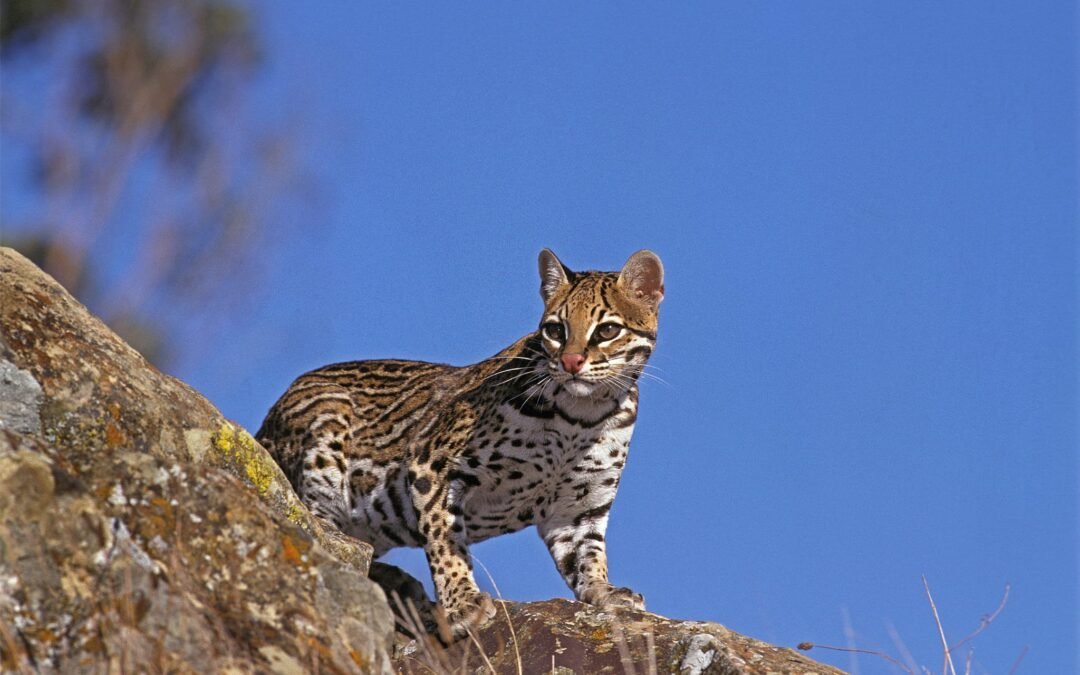 Agir para reconstruir a biodiversidade é urgente