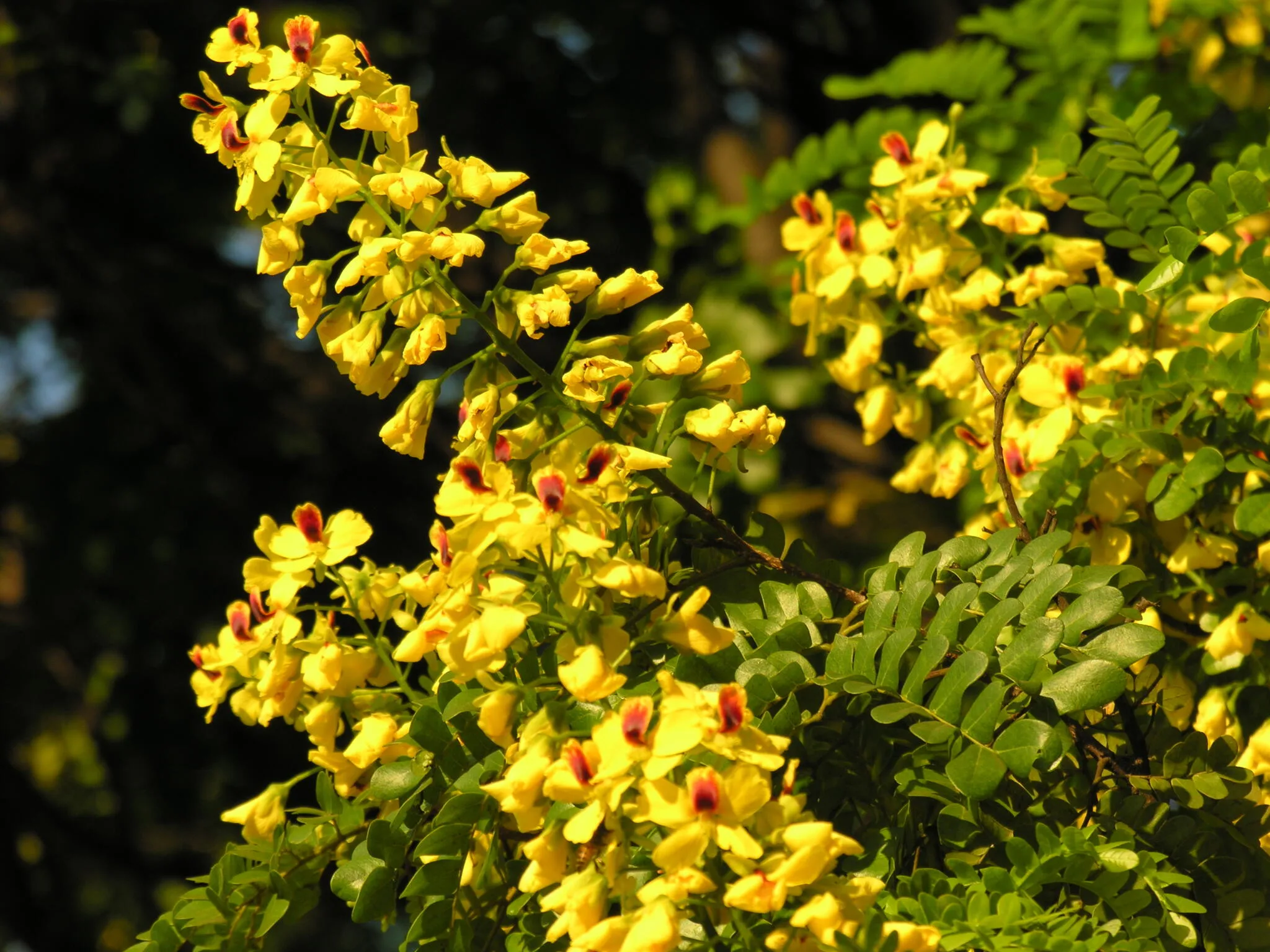 Pau-brasil (Paubrasilia echinata)