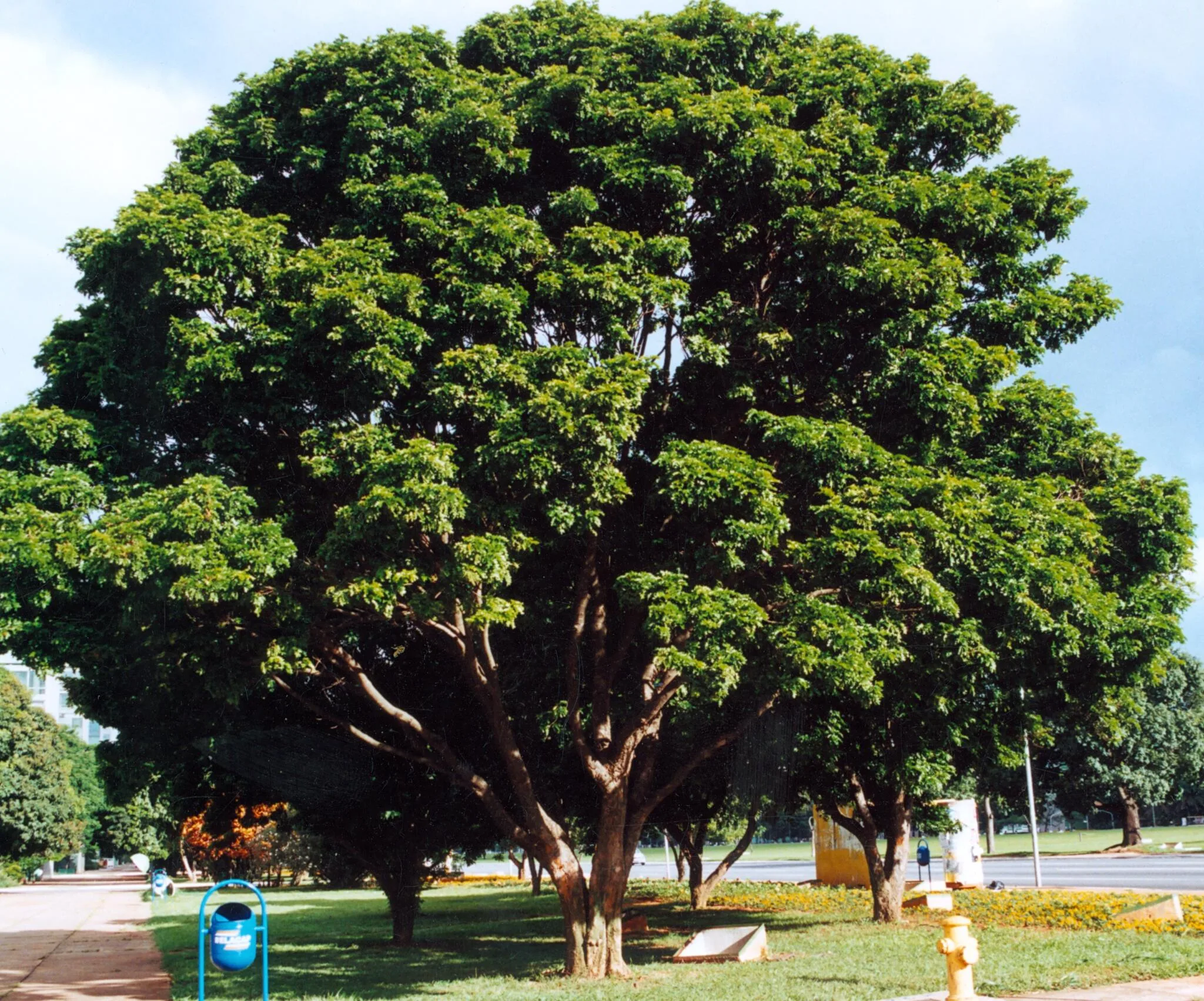 Árvore do Pau-brasil (Paubrasilia echinata). Árvore do Pau-brasil (Paubrasilia echinata). Foto: Wigold Schäffer