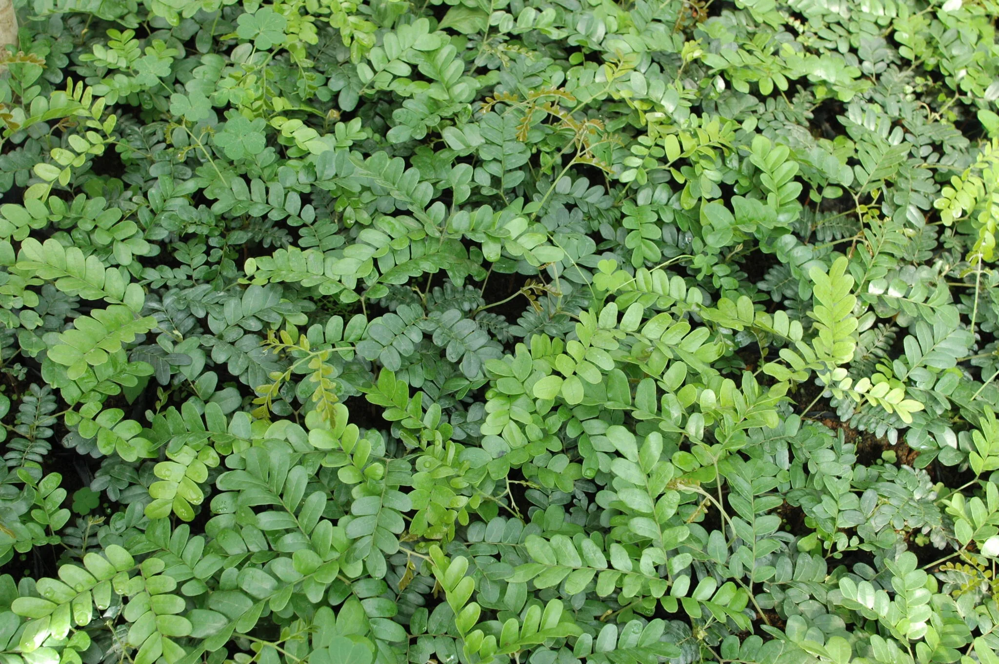 Sementes do Pau-brasil (Paubrasilia echinata).