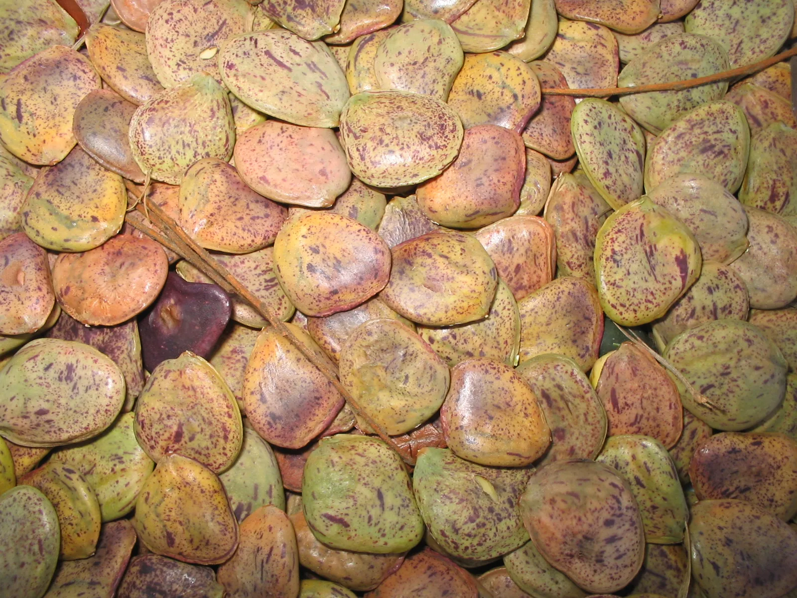 Sementes do Pau-brasil (Paubrasilia echinata). Foto: Miriam Prochnow