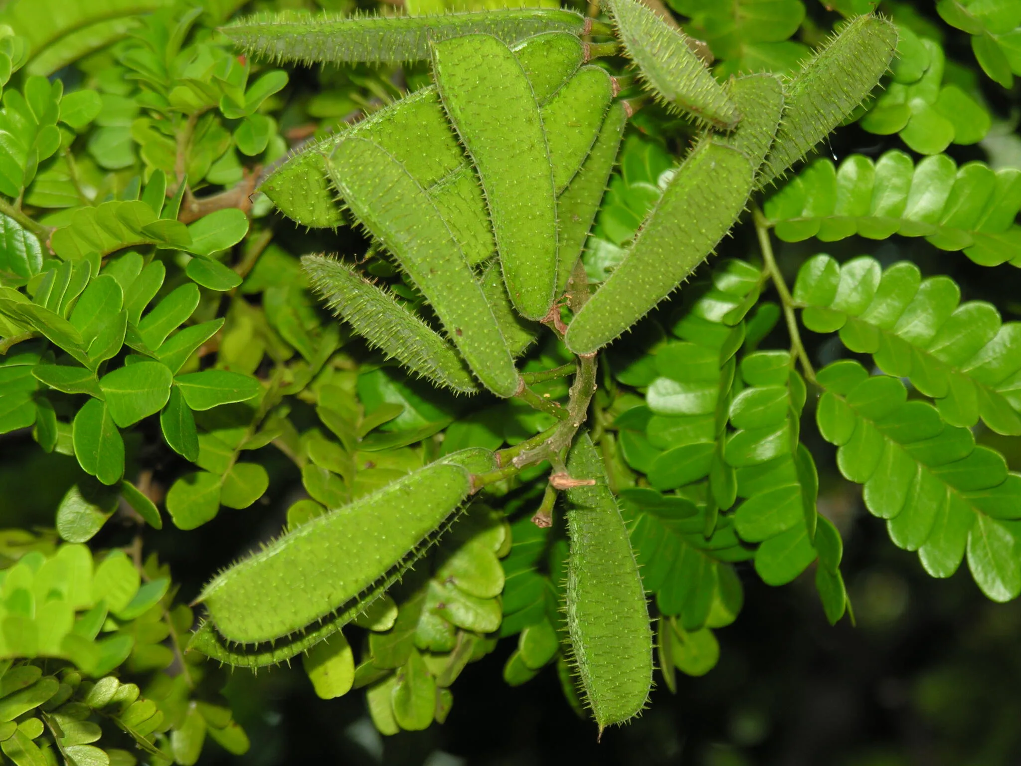 Sementes do Pau-brasil (Paubrasilia echinata). Foto: Miriam Prochnow