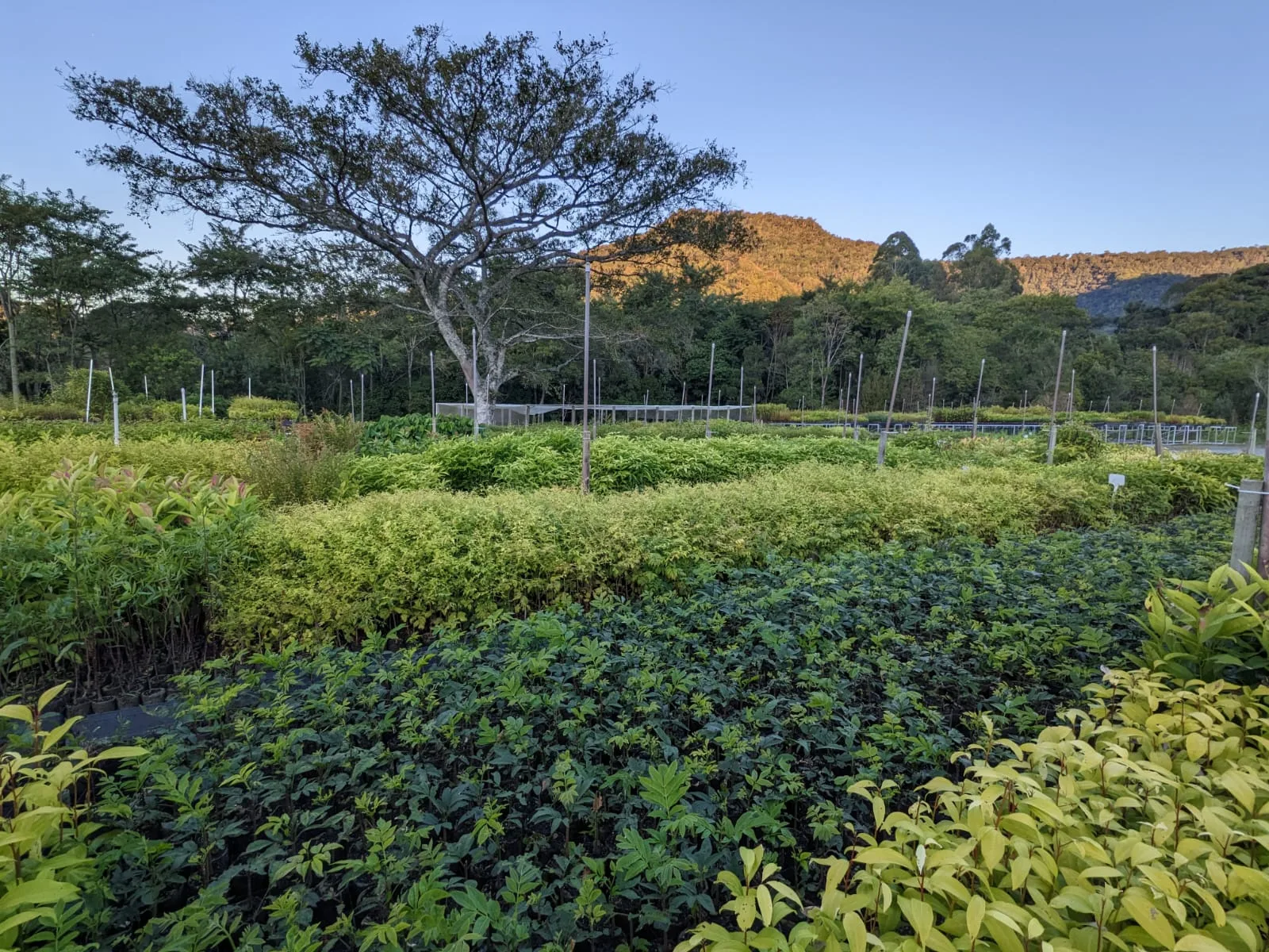 Mata Atlântica