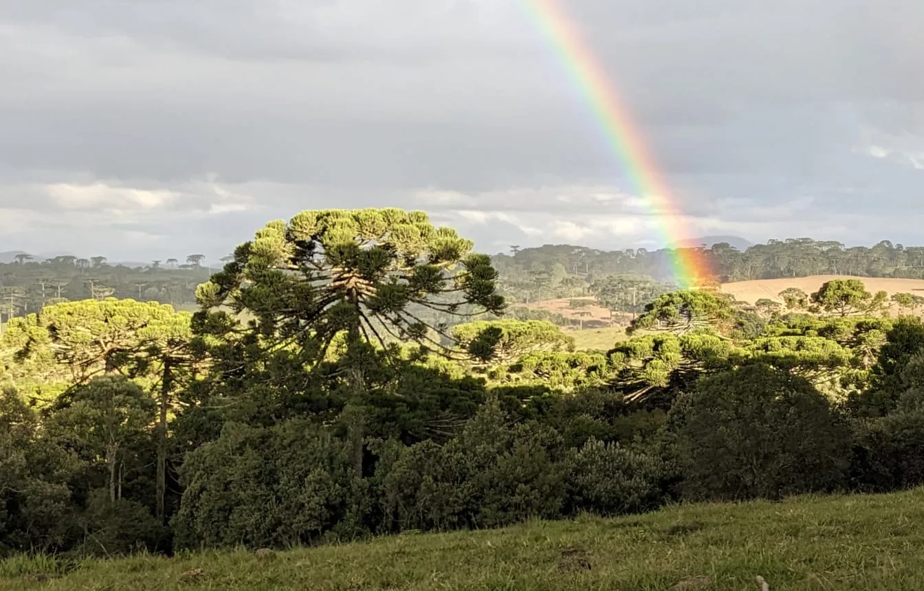 Araucária e arco iris. Foto Arquivo Apremavi