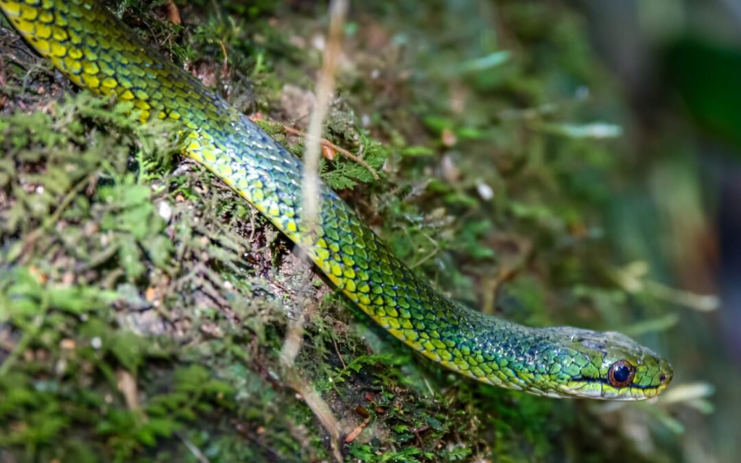 MMA retoma atuação para a proteção da Biodiversidade