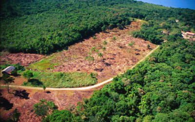 MapBiomas aponta aumento de 22% no desmatamento em 2022