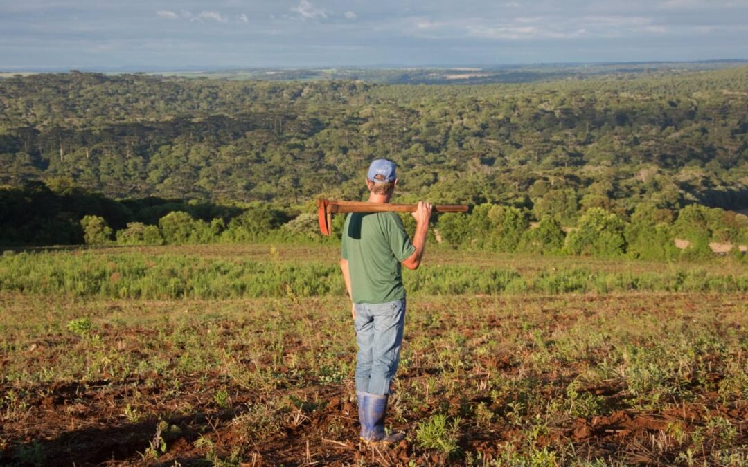 Do viveiro à floresta
