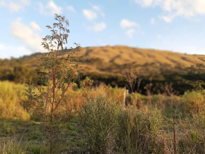 Do quilombo à floresta: guia de plantas da Mata Atlântica no Vale