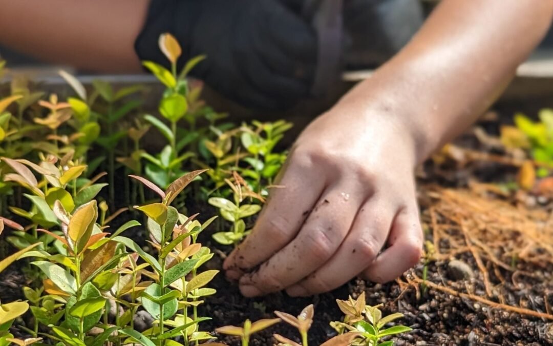 Apremavi se torna parceira técnica da Iniciativa 20×20