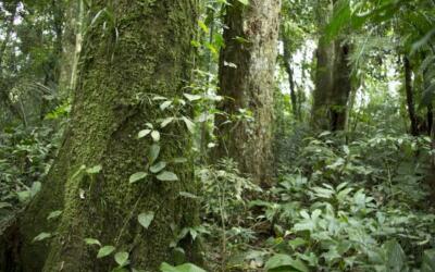 Canela-preta, Criticamente em Perigo de extinção em Santa Catarina