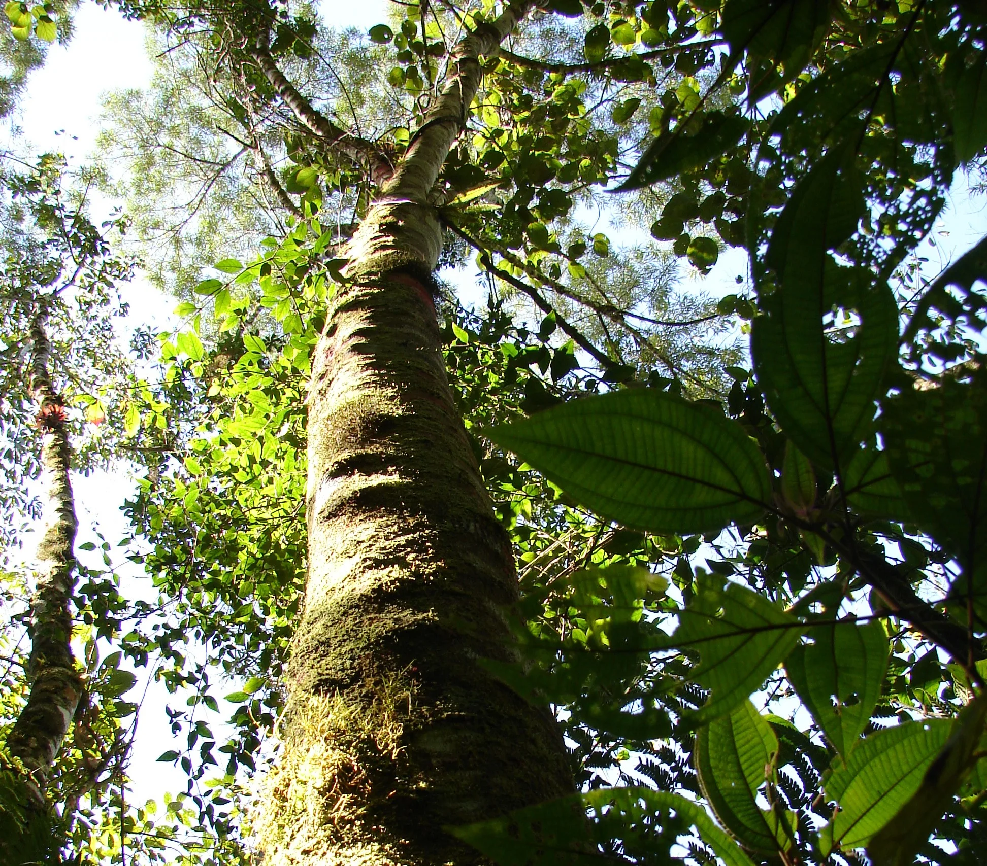 Canela-preta. Canela-preta. Créditos: Instituto do Meio Ambiente de Santa Catarina (IMA)