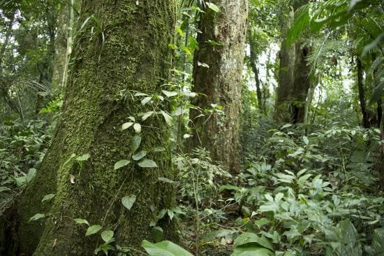 Canela-preta, Criticamente em Perigo de extinção em Santa Catarina