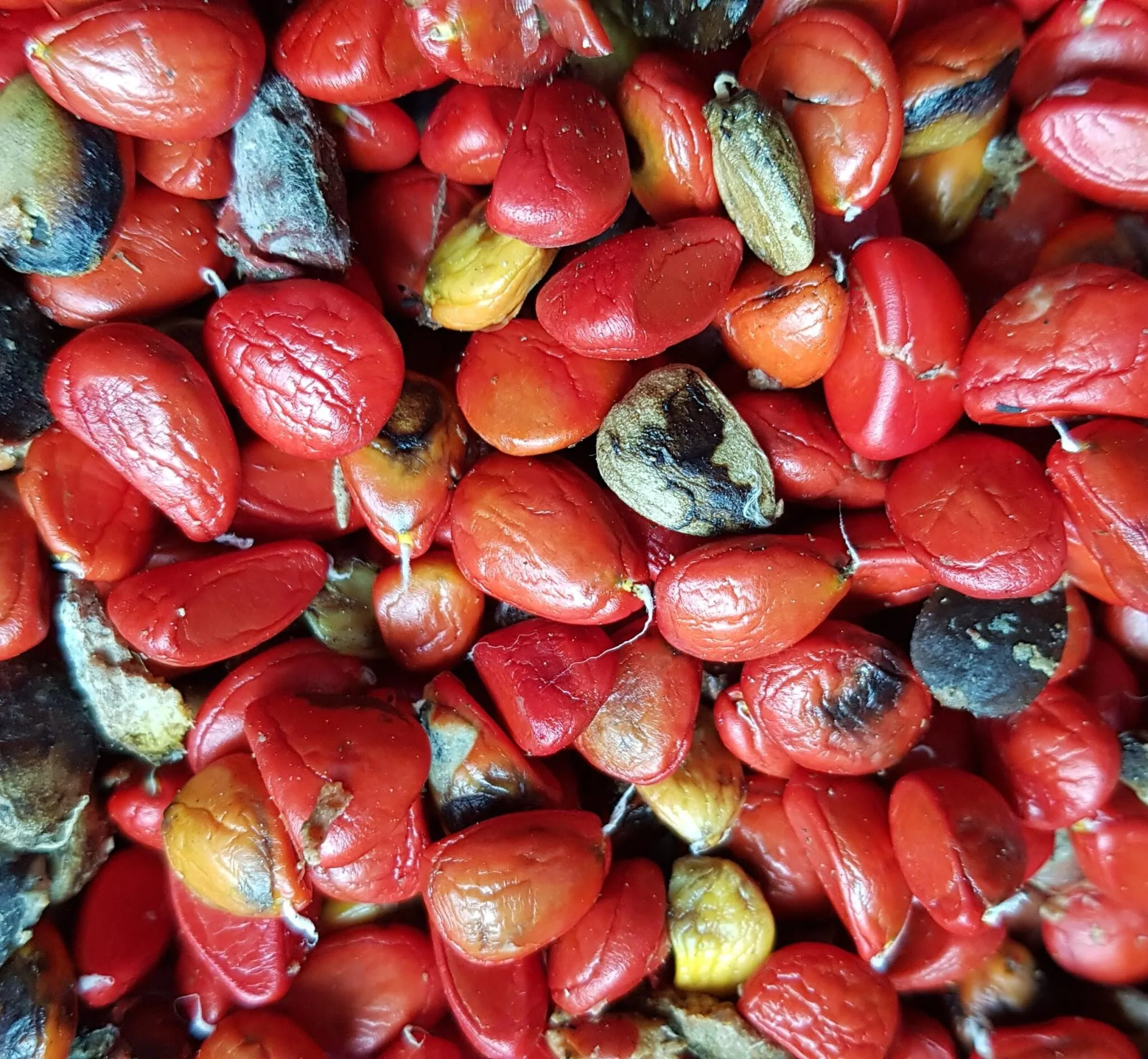 Frutos do Baguaçu. Foto: Miriam Prochnow