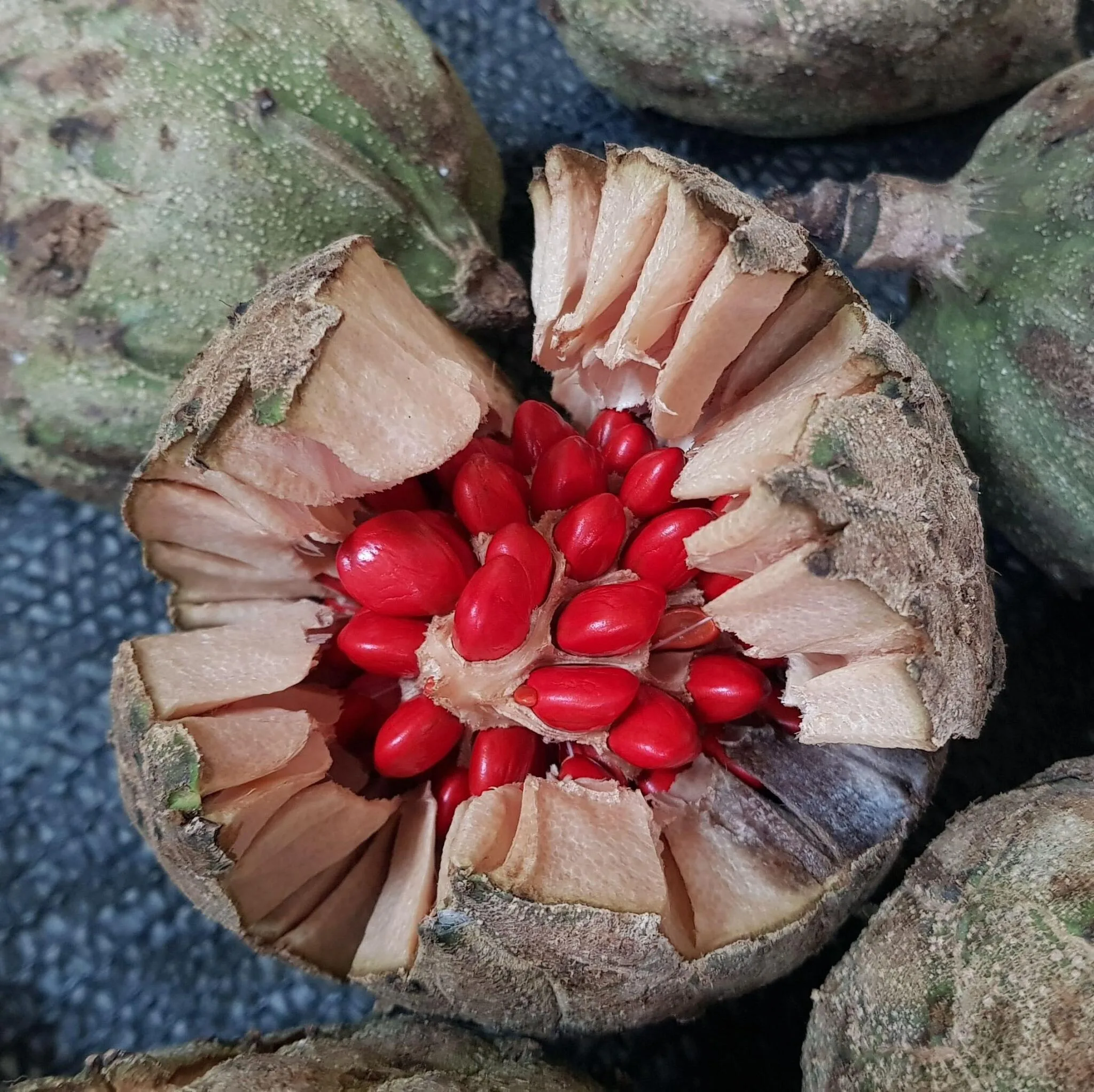 Baguaçu germinando. Foto: Arquivo Apremavi