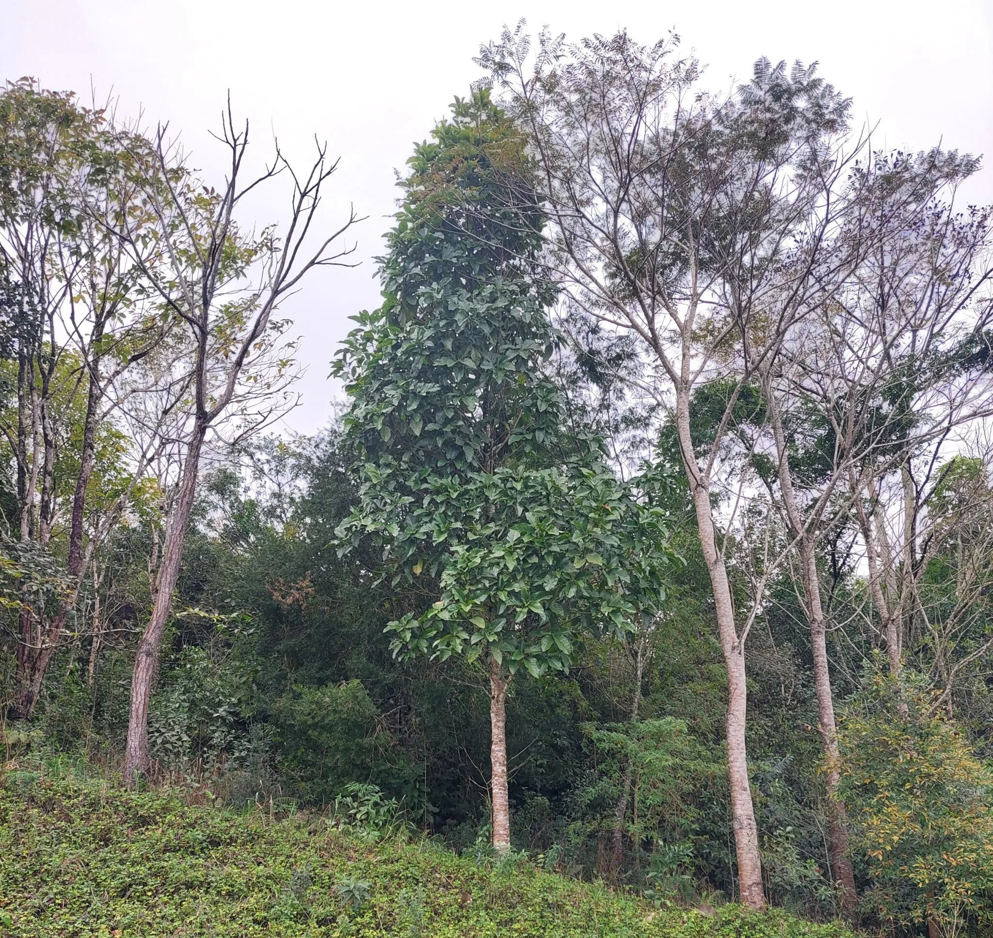 Árvore de Baguaçu. Foto: Taís Fontanive