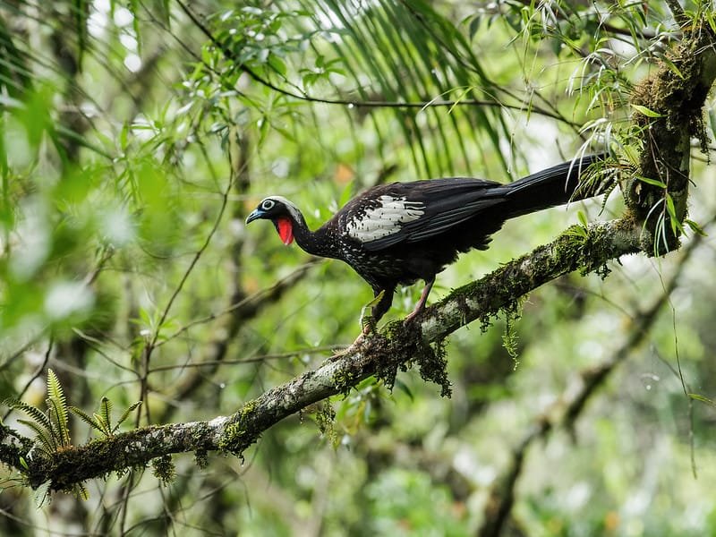 Plataforma de dados sobre animais ameaçados de extinção é lançada pelo ICMBio