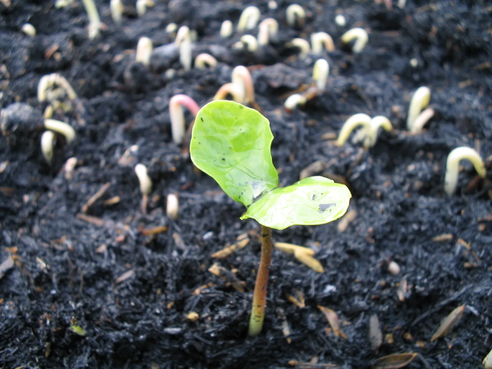 Baguaçu germinando. Foto: Arquivo Apremavi