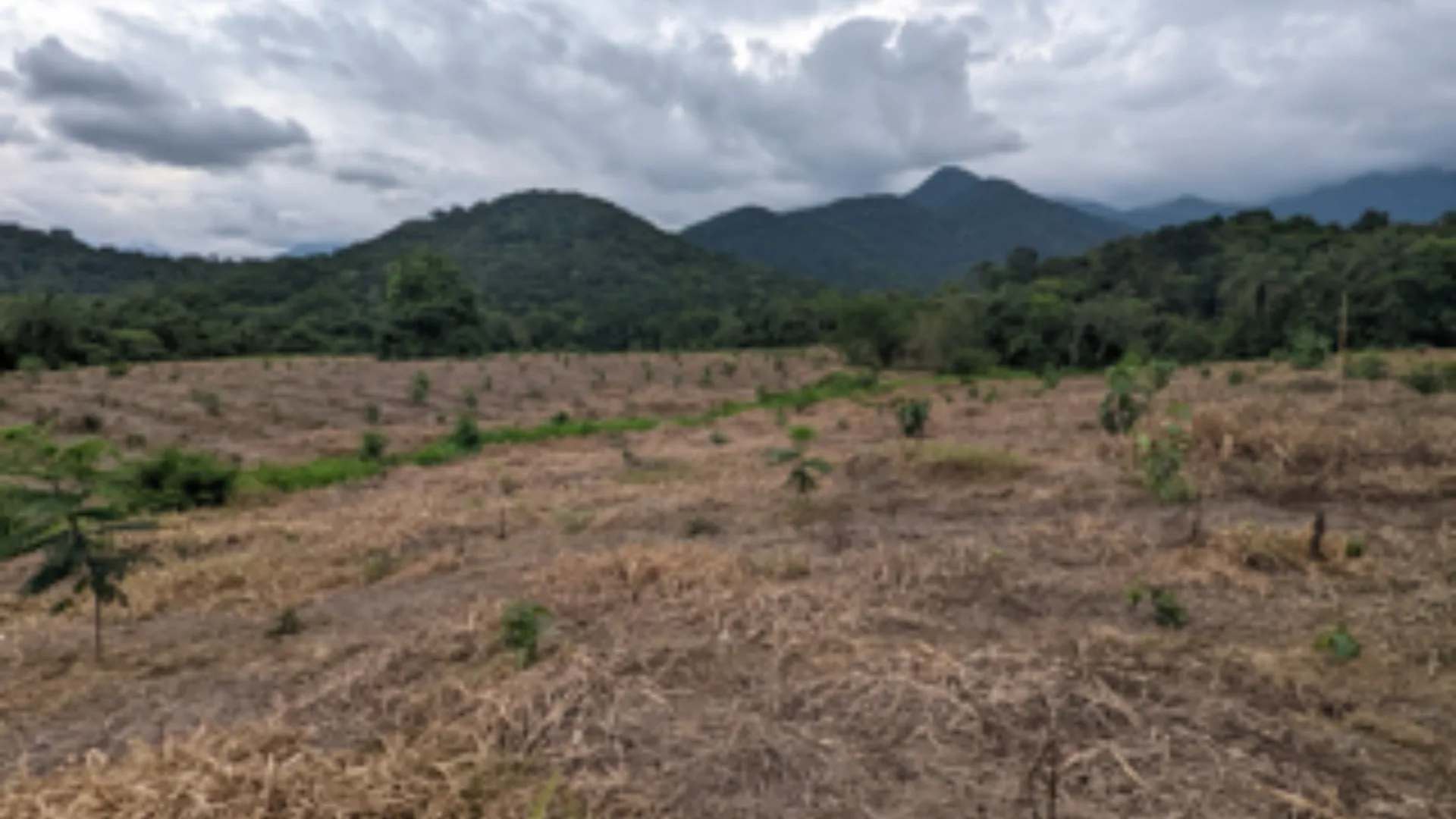 3. Área em processo de restauração ecológica, buscando promover a conexão entre as florestas.
