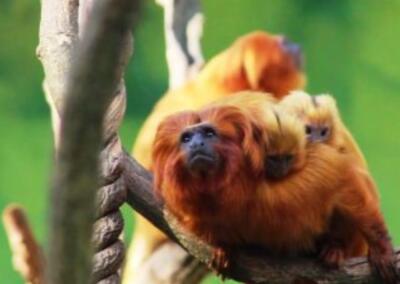 4. Família de micos-leões-dourados.