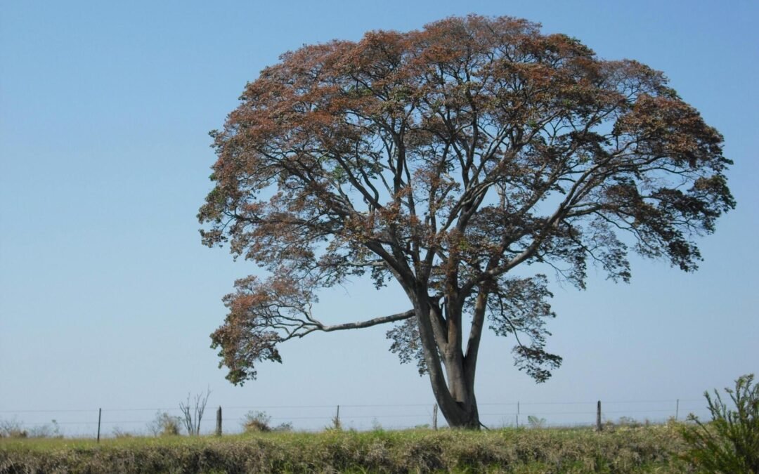 Cabriúva, o “bálsamo” da Mata Atlântica