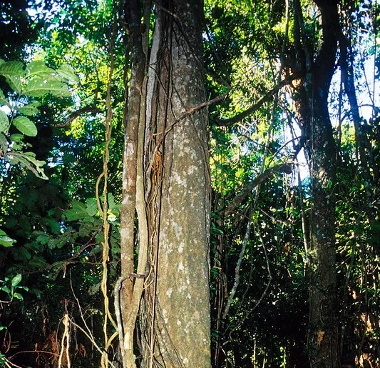 Tronco de cabriúva (Myrocarpus frondosus). Créditos: Christian Ostrosky (CC BY-NC-ND 2.0)