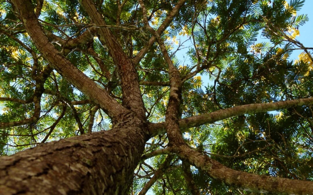 Fórum de Mudanças Climáticas e Justiça Socioambiental lança nova etapa de formação