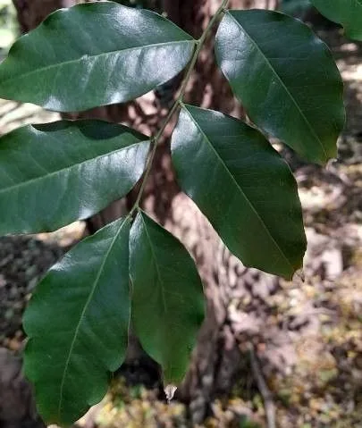 Folhas de cabriúva (Myrocarpus frondosus). Créditos: Trap Hers (CC-BY-SA)