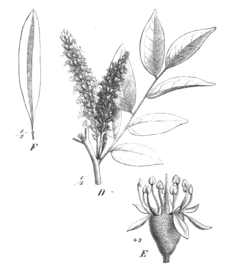 Prancha de cabripuva (Myrocarpus frondosus). Créditos: Wikimedia Commons