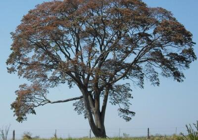 Árvore de cabriúva (Myrocarpus frondosus). Créditos: Ramón Portal (CC BY-SA 2.0)