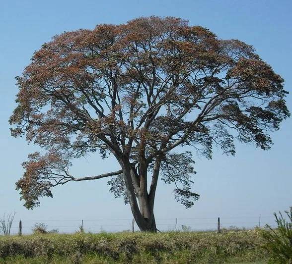 Árvore de cabriúva (Myrocarpus frondosus). Créditos: Ramón Portal (CC BY-SA 2.0)