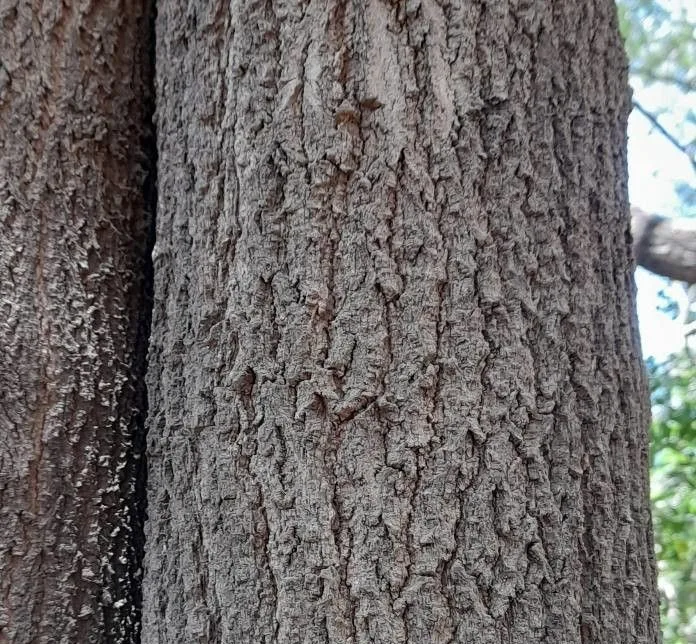 Tronco de cabriúva (Myrocarpus frondosus). Créditos: Trap Hers (CC-BY-SA)