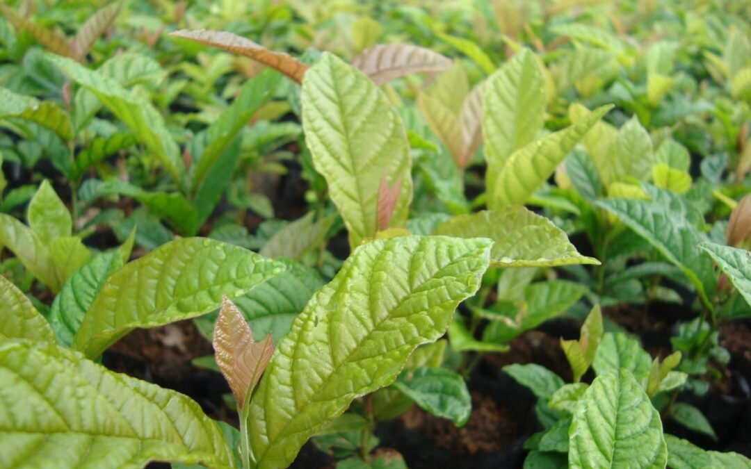 Guabiroba-crespa, endêmica da Mata Atlântica e ameaçada de extinção