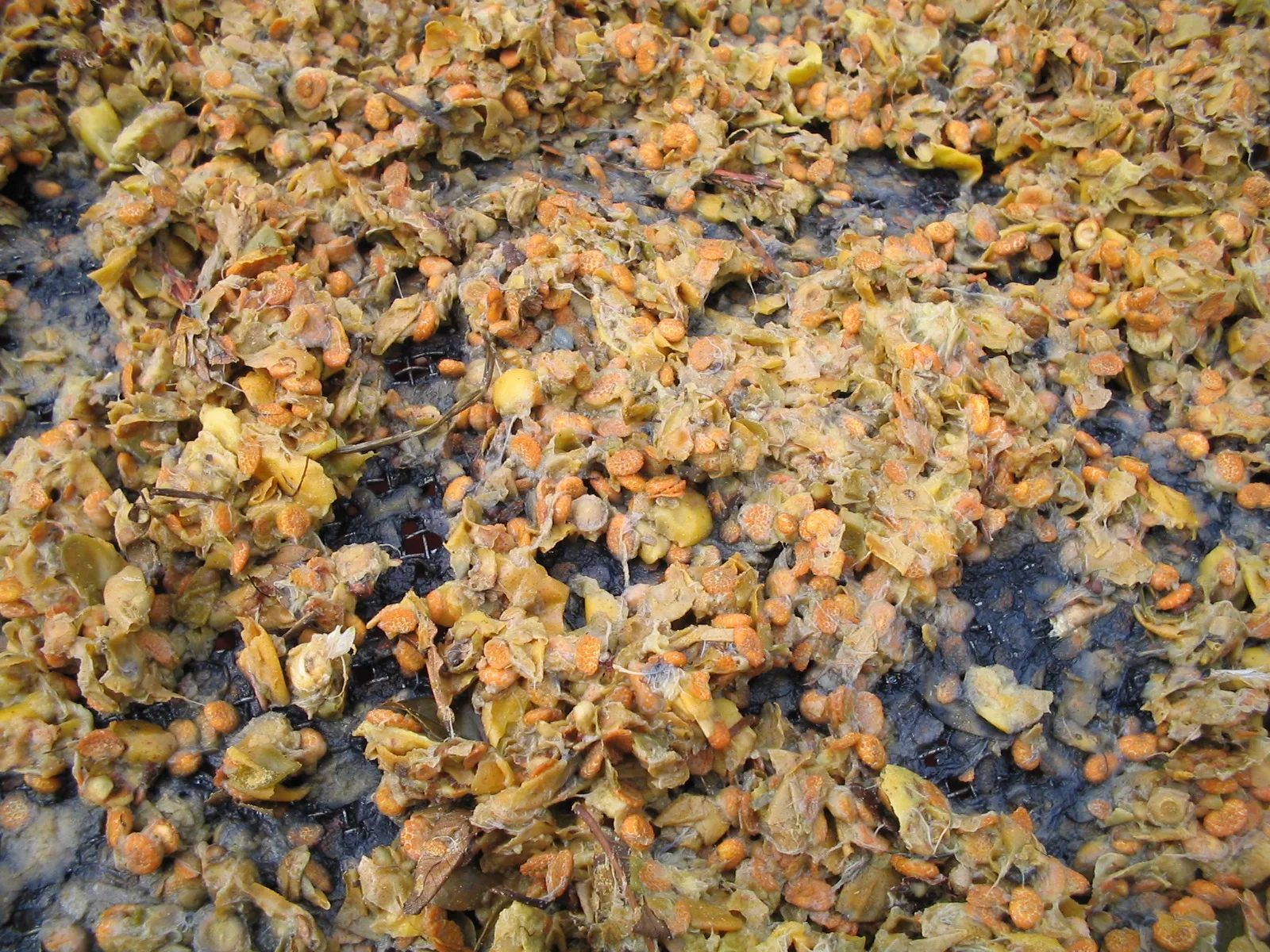 Sementes de guabiroba-crespa. Foto: Arquivo Apremavi
