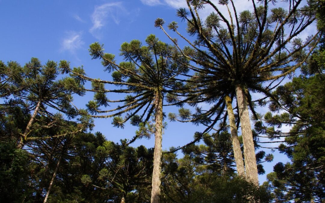 Histórias de vida de artivismo pela Natureza